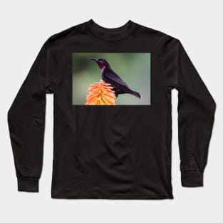 Amethyst Sunbird, South Africa Long Sleeve T-Shirt